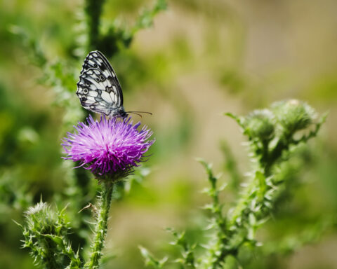14188058 thistle and buterfly