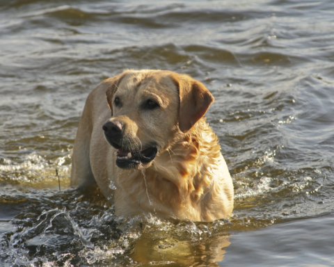 164943 labrador playing