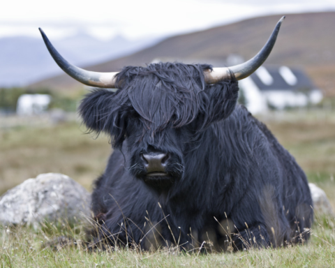 4592584 young brown highland cattle