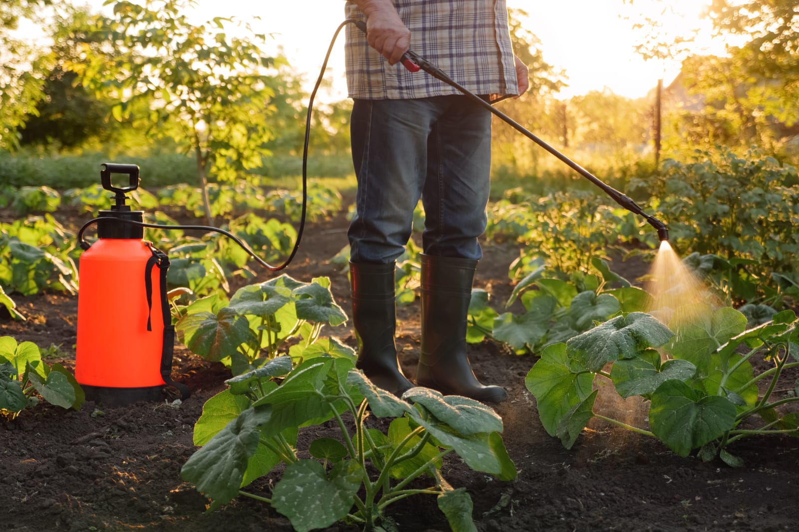 51180018 farmer spraying pesticide sprayer garden farm vegetable garden spraying protection plant field rows agriculture fertilizer spraying insecticide fungicide herbicide