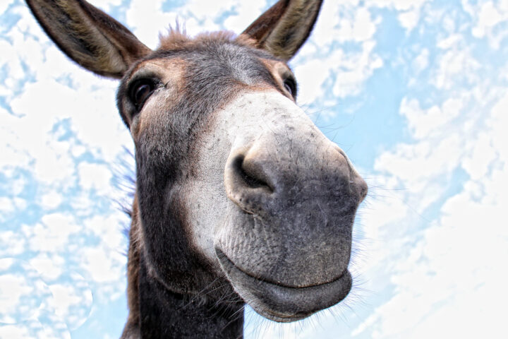 5241028 funny donkey