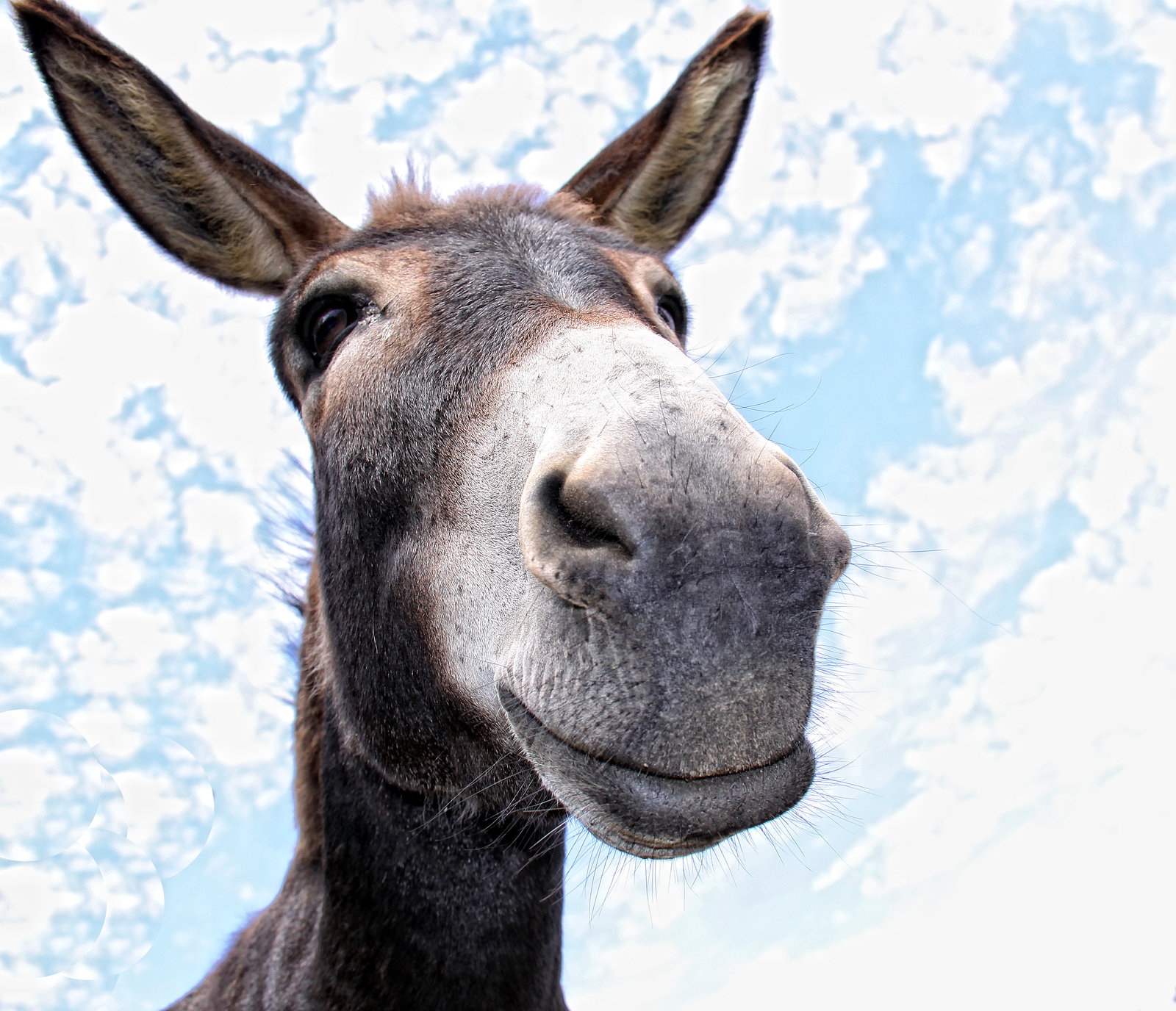 5241028 funny donkey