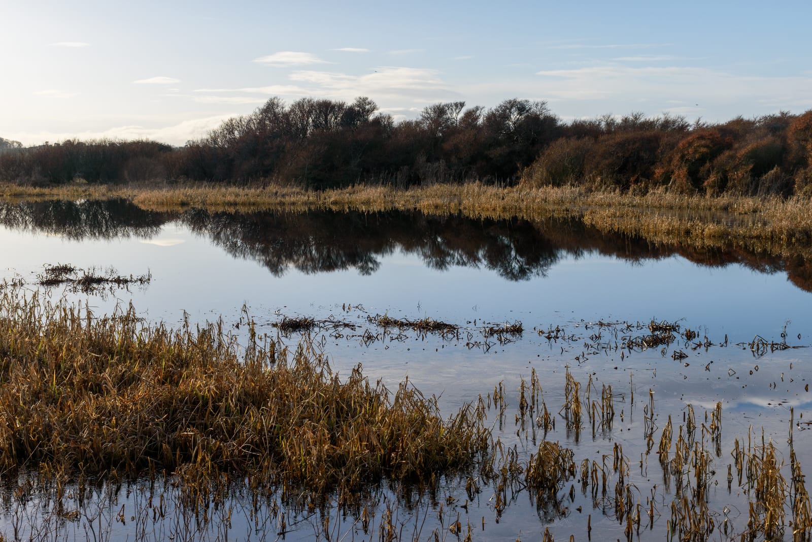 95668162 calm wetlands in aberlady bay nature reserve with reflections and vegetation