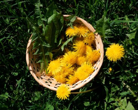97996610 yellow dandelions and green dandelion leaves are collected in a basket for consumption (1)