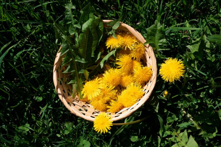 97996610 yellow dandelions and green dandelion leaves are collected in a basket for consumption (1)