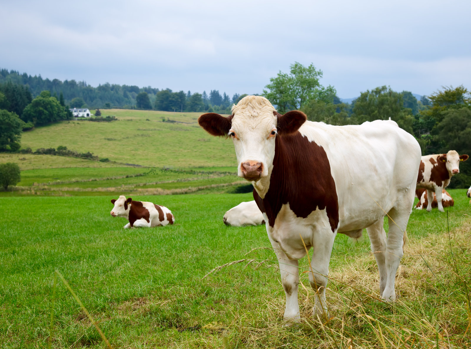 7451254 grazing cattle