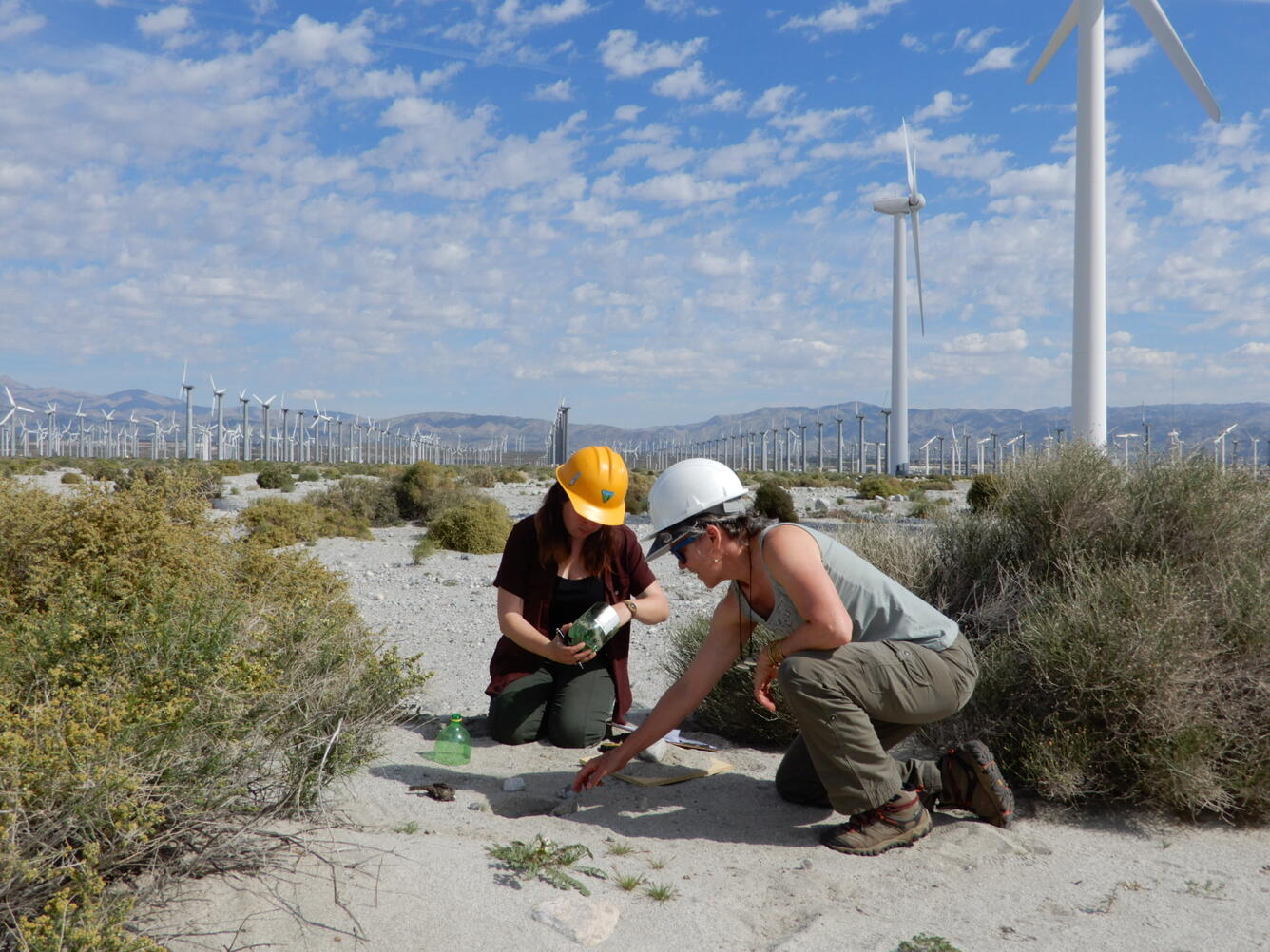 Scientists collect carcasses at a wind energy facility as part of research to estimate wildlife mortality. Image: Manuela Huso, U.S. Geological Survey (USGS), public domain