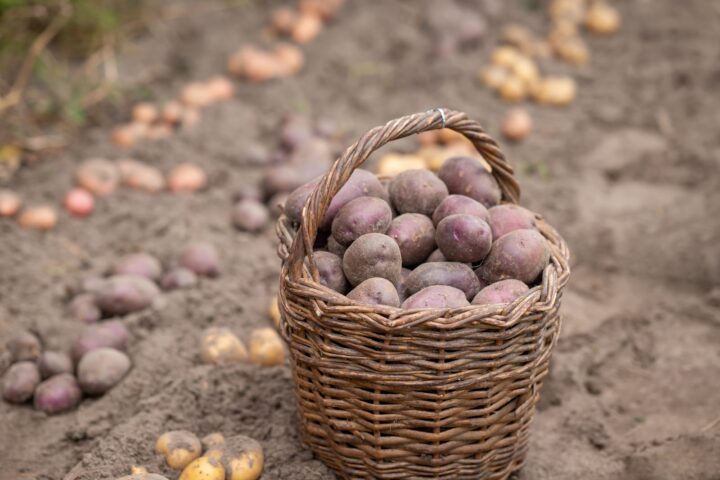 57378978 just harvested potato in basket