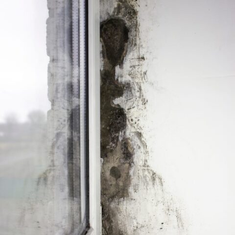81975258 mold near the windows fungus on the walls of the house metal plastic windows are not properly installed